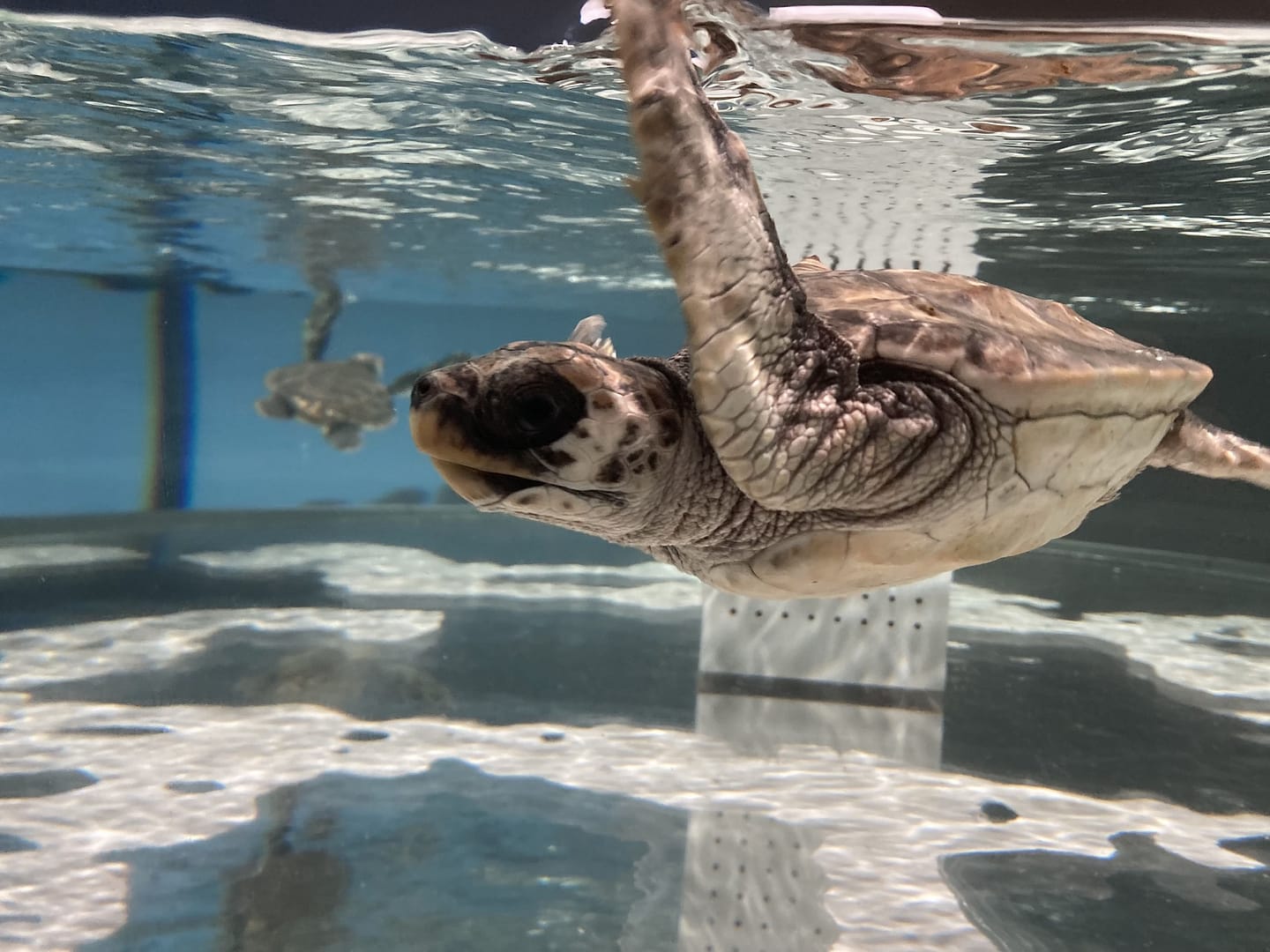 アカウミガメの赤ちゃん