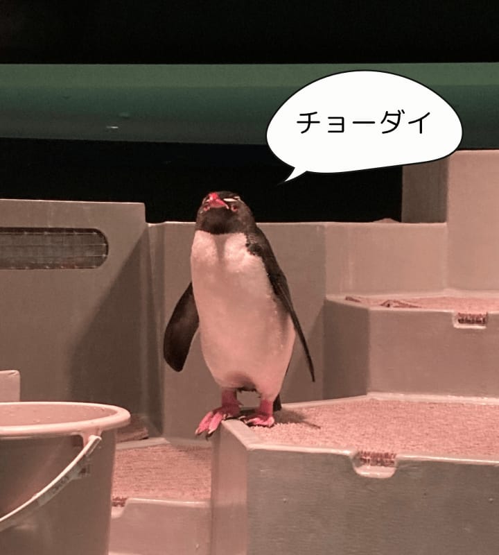 エサ欲しがるペンギン