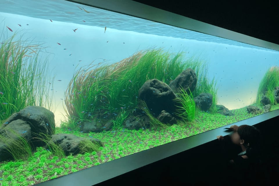 ネイチャーアクアリウムの水槽
