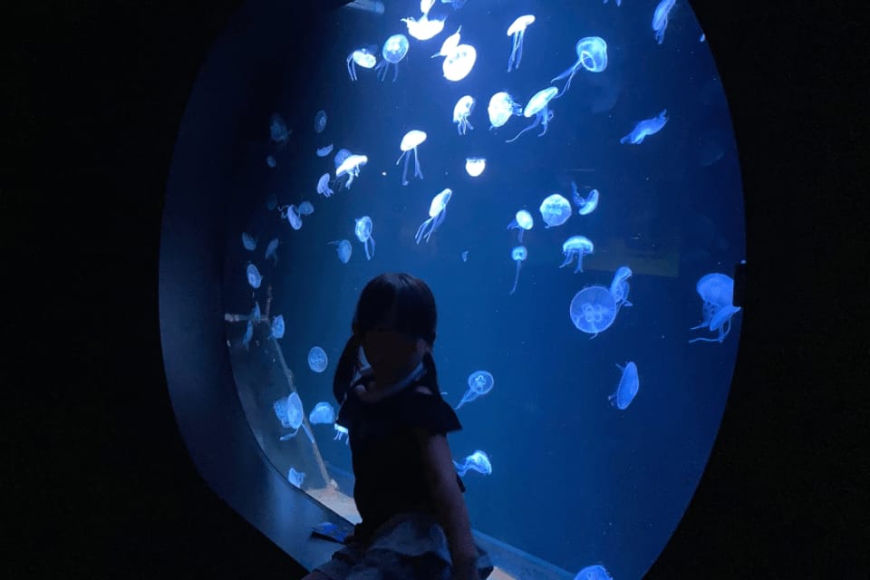 クラゲと映え写真